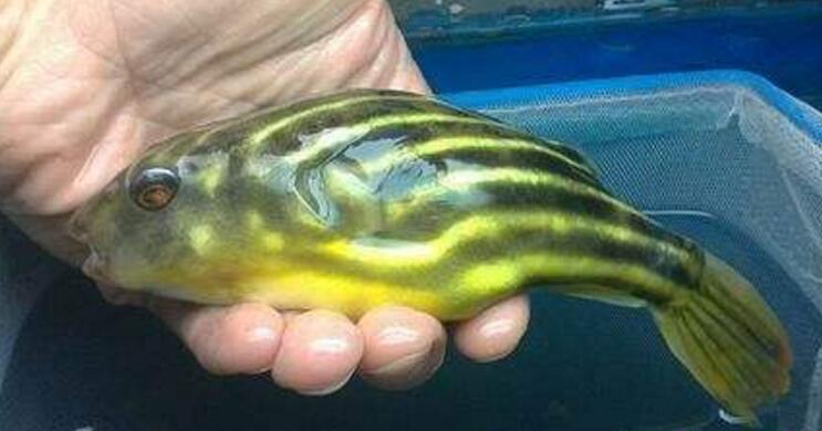 斑马狗头鱼多少钱一条 这种鱼好养吗能长多大