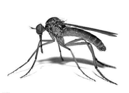 ����һŮ�Ӿ�������ҧ�� ��������ΪʲôҪ��Ѫ