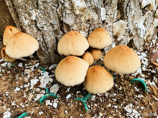 狗尿苔能吃死人吗 现在狗尿苔为何身价百倍