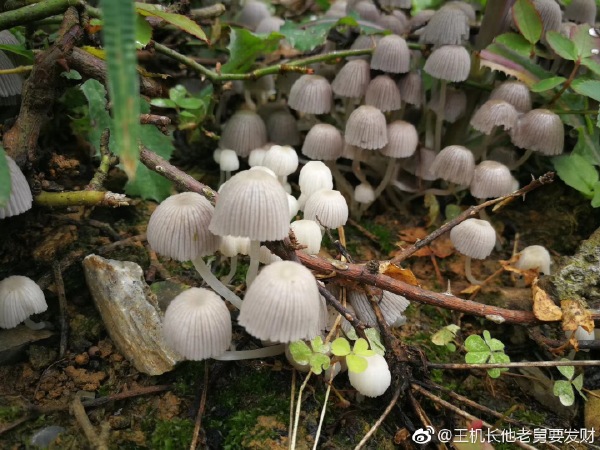 狗尿苔能吃死人吗 现在狗尿苔为何身价百倍