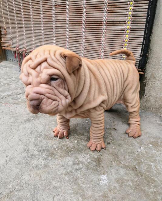 沙皮狗为什么老是点头 养沙皮狗的为什么少一些