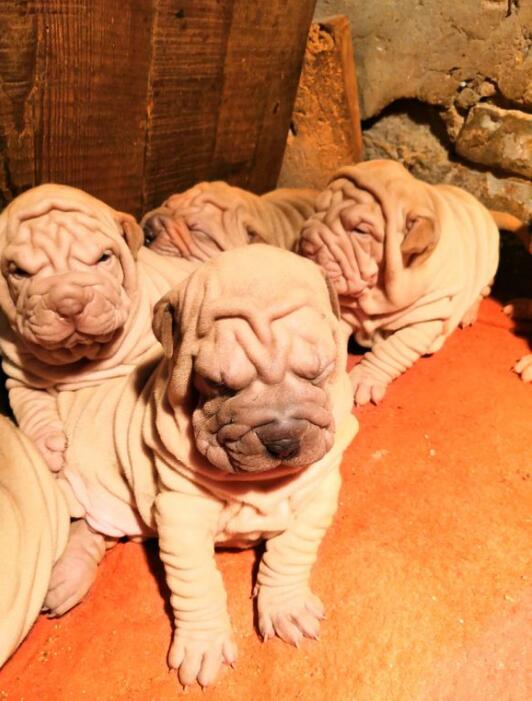 沙皮狗为什么老是点头 养沙皮狗的为什么少一些