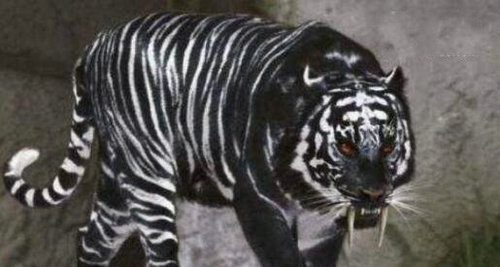 黑蓝虎灭绝了吗 黑蓝虎和东北虎哪一个更厉害