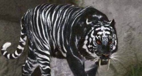 ������������� �������Ͷ�������һ��������