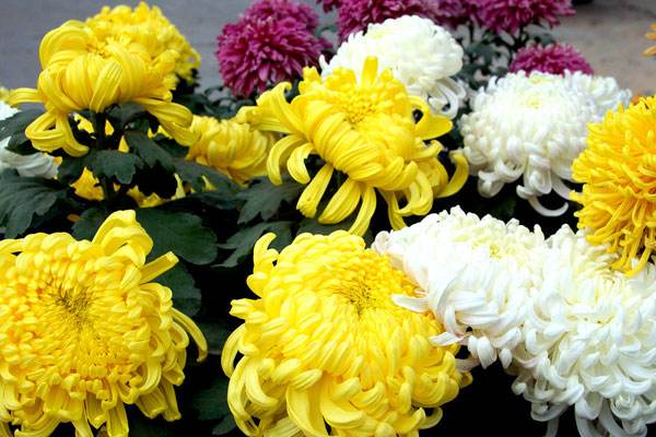 �޳�ȥ��Ů�����Ϸ�ȥ�� �����Ϸ���ֽ��ʮ�����