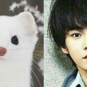 金道英为什么叫貂老师啊 和雪貂的对比照