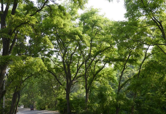 门前种什么树有助风水 门前种槐树的风水作用介绍