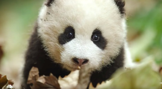 �ȷ���!����è�����Ӻ�Ӱ��Ȼ���Լ��ҽǶ�