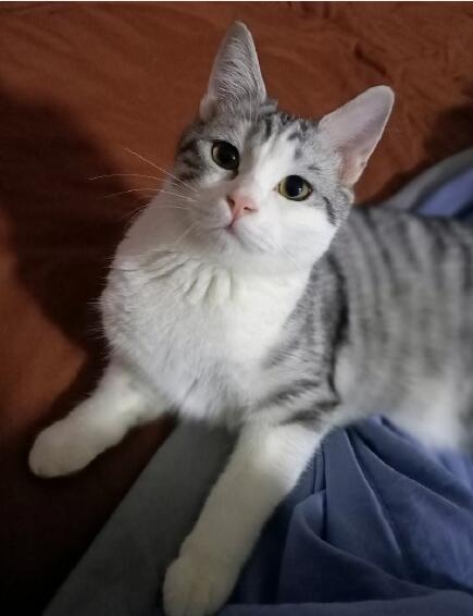 è��ʲôζ��������� ��˵����è�����ô��