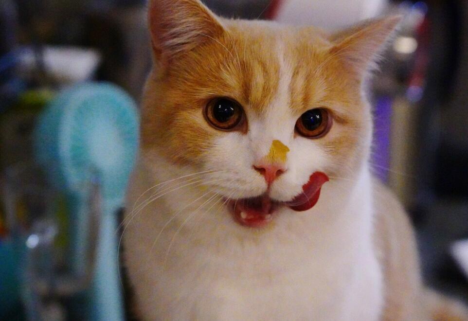 è��ʲôζ��������� ��˵����è�����ô��