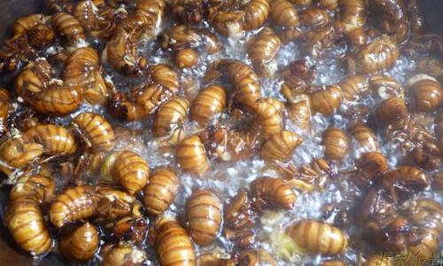 ������ʮ������ĵ�ʳ�� ���û���ܼ�ֿ����ҳ���������һ��