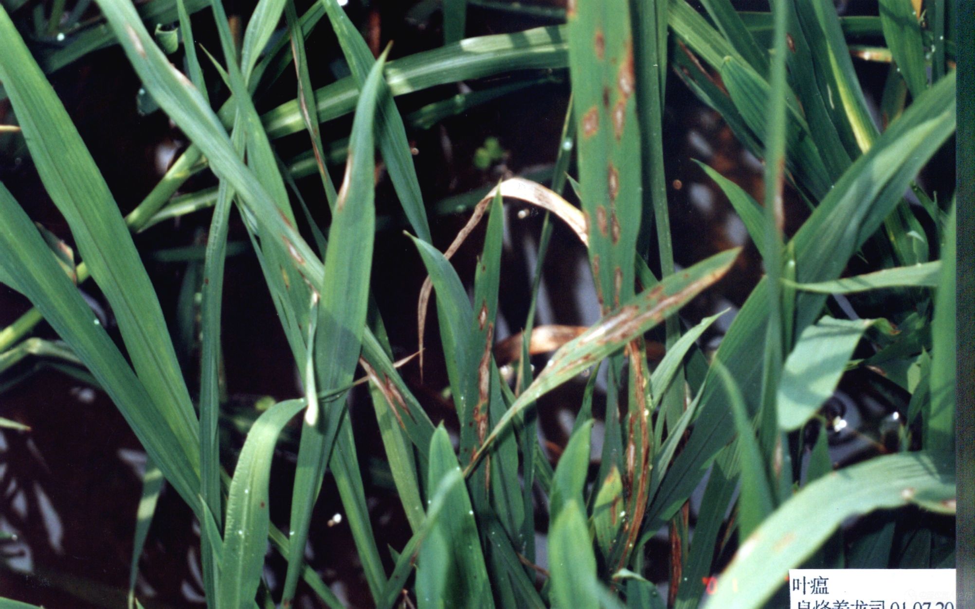 ʷ��ʮ������µ���������ͼƬ���� ����������ľ����ᳬ��3��