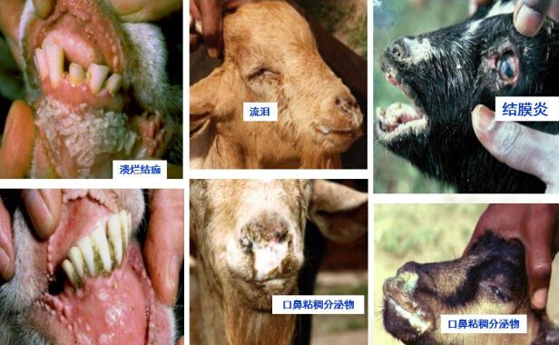 ʷ��ʮ������µ���������ͼƬ���� ����������ľ����ᳬ��3��