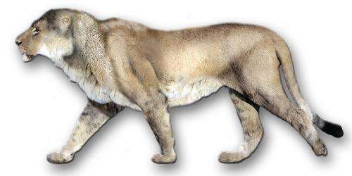 史上最大的狮子光看骨架让人秒怂 残暴狮是有多残暴咋还是灭绝了
