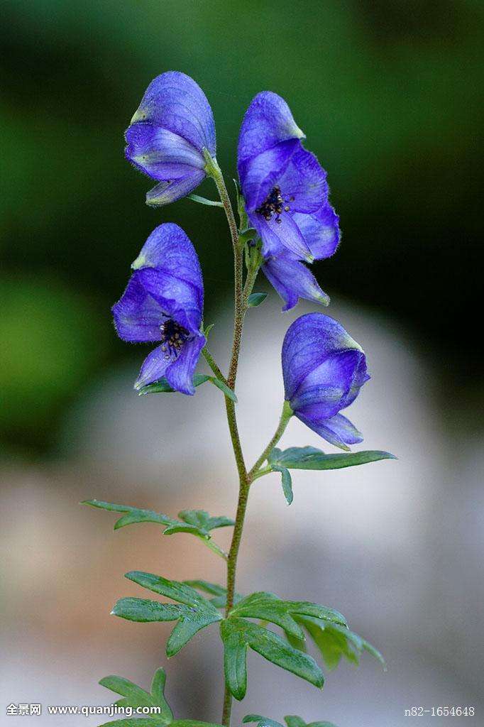 坏女人花不愧为世界十大危险植物之一 有剧毒别乱碰除非你不怕瞎