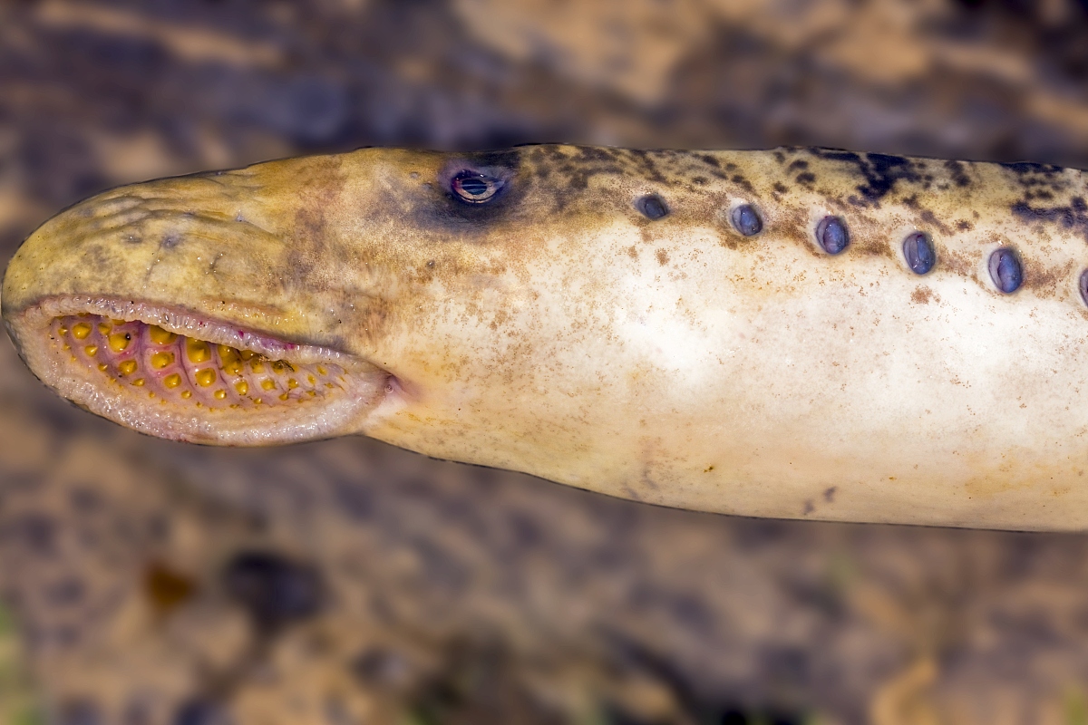 侧看很萌的七鳃鳗 嘴巴放大图片已经不能用恐怖恶心来形容了