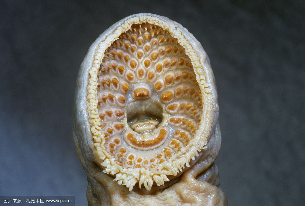 �࿴���ȵ������� ��ͷŴ�ͼƬ�Ѿ������ÿֲ�������������