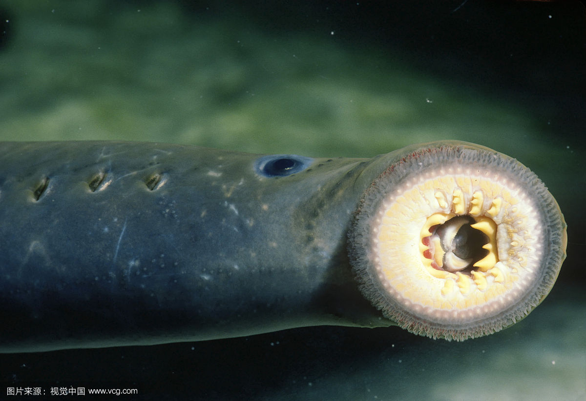 侧看很萌的七鳃鳗 嘴巴放大图片已经不能用恐怖恶心来形容了