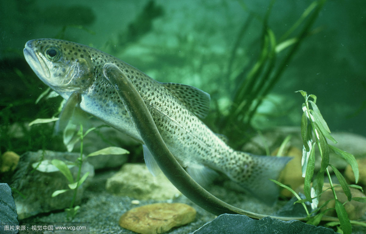 �࿴���ȵ������� ��ͷŴ�ͼƬ�Ѿ������ÿֲ�������������