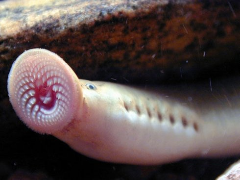 侧看很萌的七鳃鳗 嘴巴放大图片已经不能用恐怖恶心来形容了