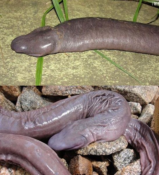 世界上最小的鸡鸡蛇让女生害羞不敢多看 鸡鸡蛇好可怜居然是瞎子