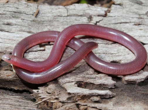 世界上最小的鸡鸡蛇让女生害羞不敢多看 鸡鸡蛇好可怜居然是瞎子