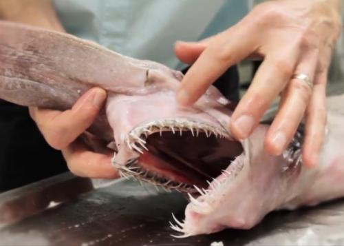 欧氏尖吻鲛吃什么看着凶其实弱爆了 被捕捉后为什么自爆而死图片