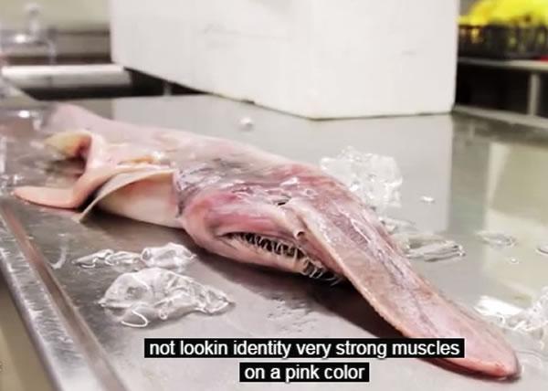 欧氏尖吻鲛吃什么看着凶其实弱爆了 被捕捉后为什么自爆而死图片