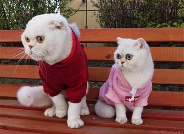 ��˵����������������Ϊʲô�������� ��˵������������������˭