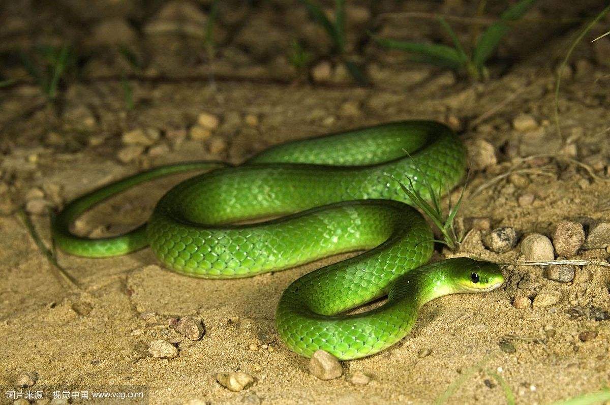 看家蛇长啥样子图片会驱赶毒蛇吗 看家蛇会咬人吗为什么不能打死