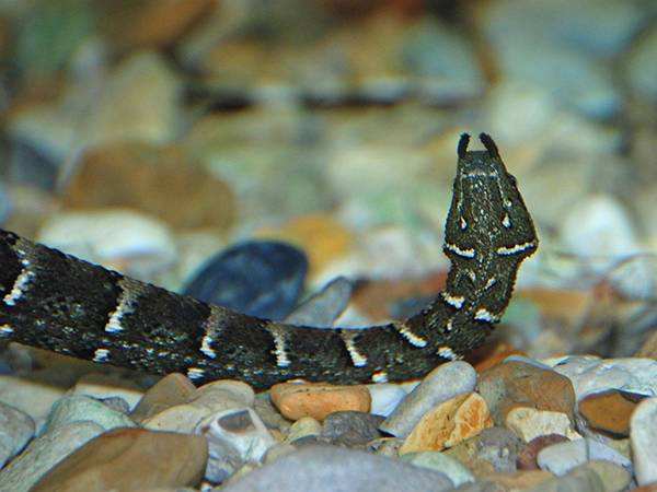 触须的增生物,有点类似于小蜗牛的触角,很容易辨认,世界上蛇类中有且