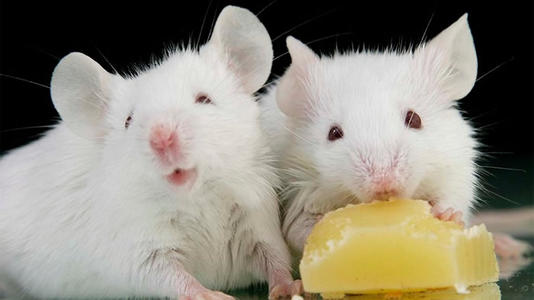 Ů���μ��ö��������ʲô���� �ε���ɫ����Ԣ�� �μ����������