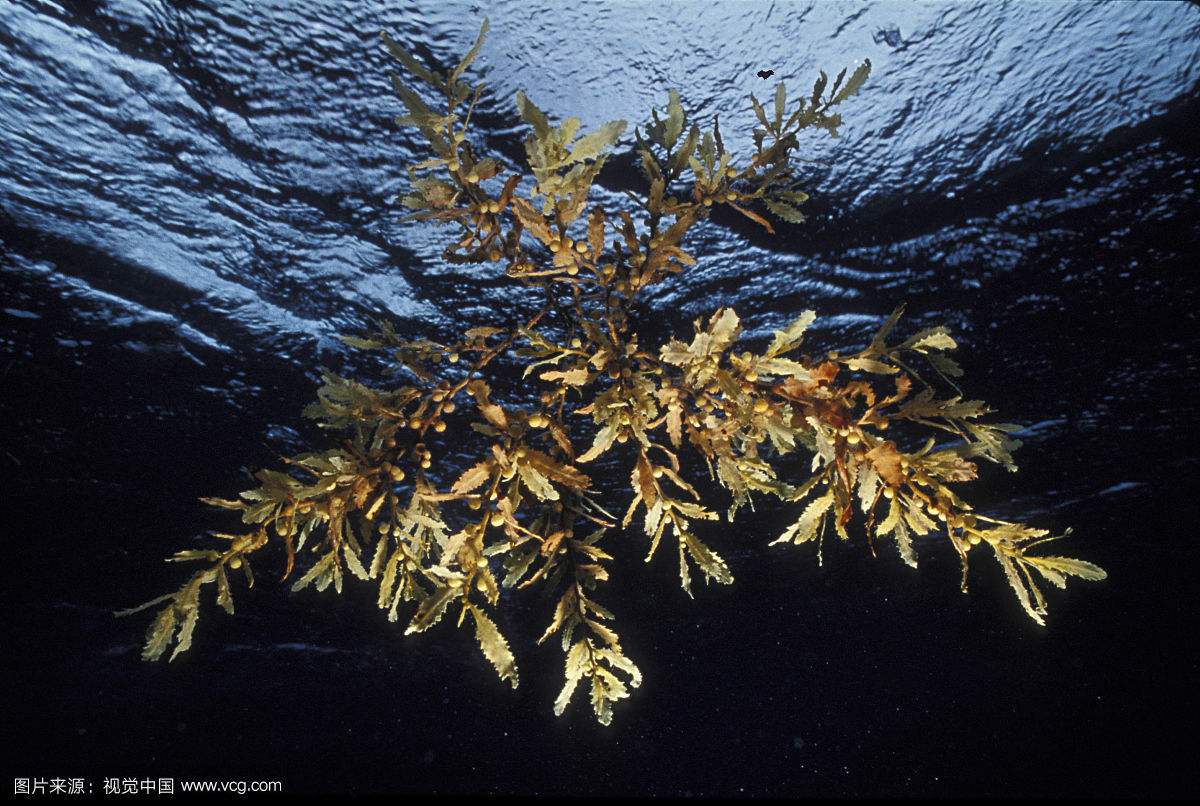 û�к�������β�庣������Ϣ��Ҳ�ǣ�����صأ� ��ˮ͸��������