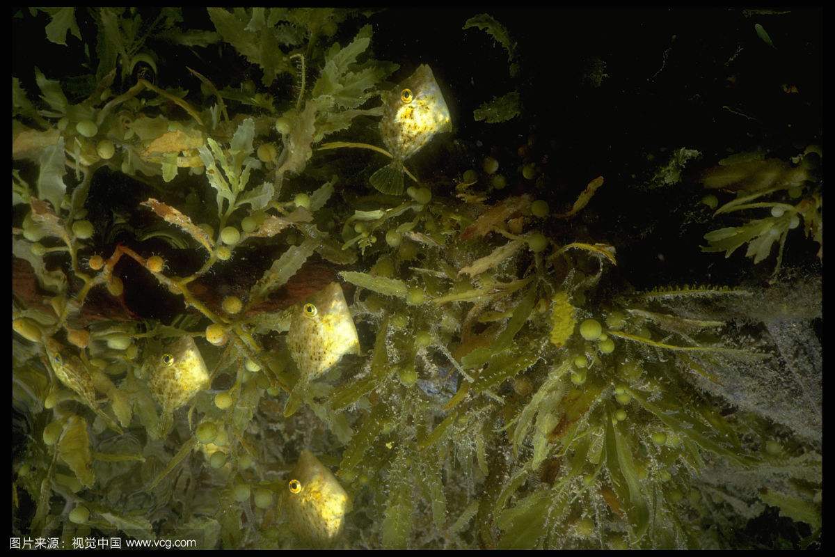 û�к�������β�庣������Ϣ��Ҳ�ǣ�����صأ� ��ˮ͸��������