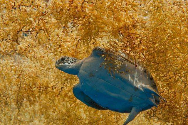 û�к�������β�庣������Ϣ��Ҳ�ǣ�����صأ� ��ˮ͸��������