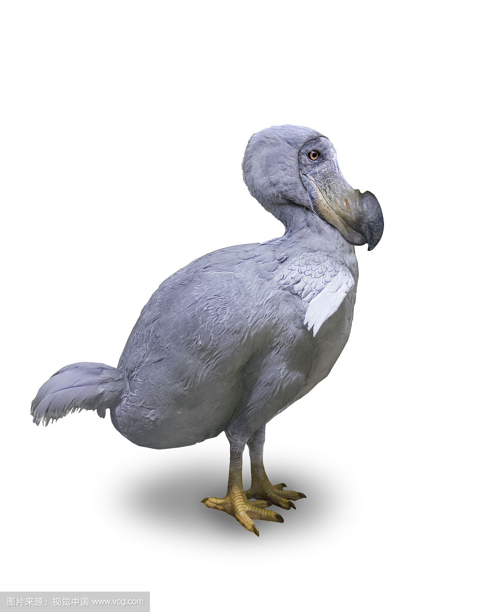 一副完整骨架拍卖出天价的渡渡鸟竟是这样灭绝的 据说有希望复活