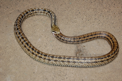 ������Ϊʲô��ʳ��β �����߶�ð��Լ����� �����߳��Լ���ͼ