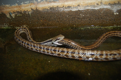 ������Ϊʲô��ʳ��β �����߶�ð��Լ����� �����߳��Լ���ͼ