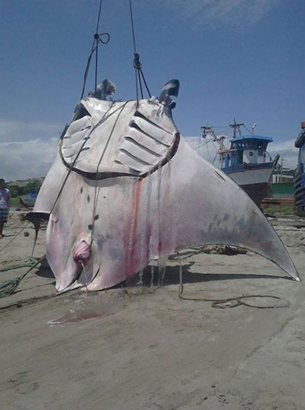 ���ͻ���������һֻ����һ��¥��Ҫ�� �������˲������к���֢