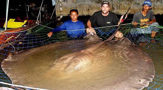 巨型黄貂鱼最大的一只竟比一层楼还要高 被它蛰了不死都有后遗症