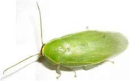 绿色古巴蟑螂怎么就变成宠物了 它是素食主义者而且超爱干净der~