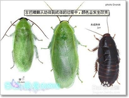 ��ɫ�Ű������ô�ͱ�ɳ����� ������ʳ�����߶��ҳ����ɾ�der~