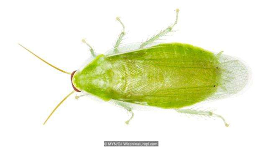 绿色古巴蟑螂怎么就变成宠物了 它是素食主义者而且超爱干净der~