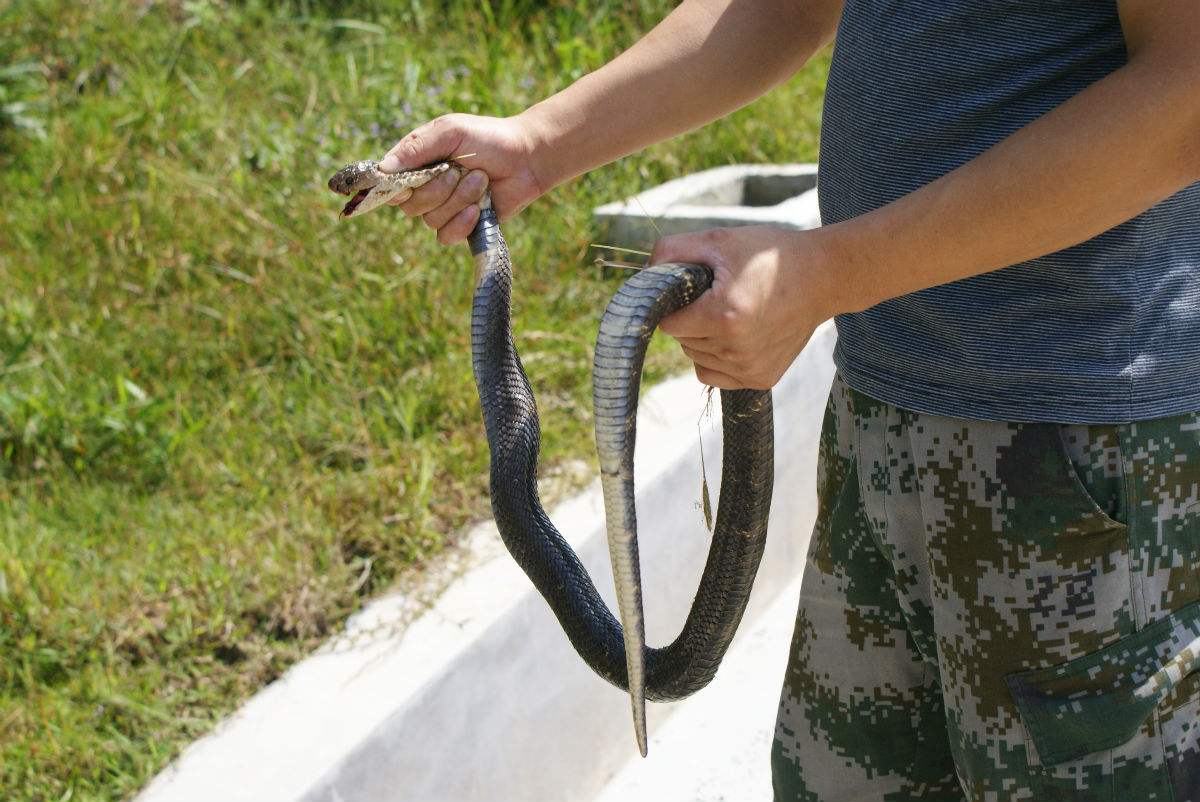 打蛇打七寸或三寸的说法哪个是对的图解 蛇被这样打就必死无疑了