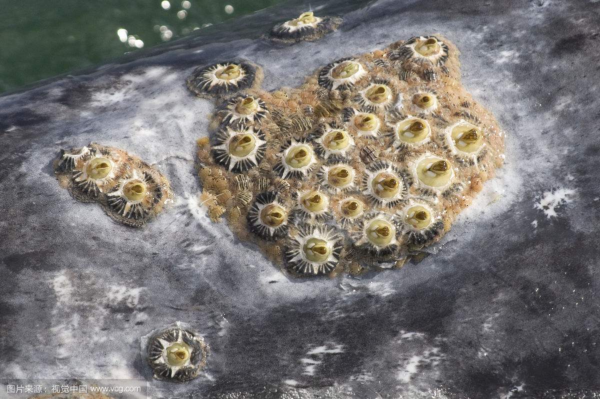 鲸鱼身上鲸虱好恶心密集恐惧症者慎点 鲸虱对鲸鱼有害吗怎么清理