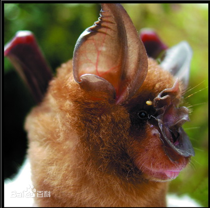 中华菊头蝠是2003非典事件源头 为啥好多人要吃中华菊头蝠的粪便