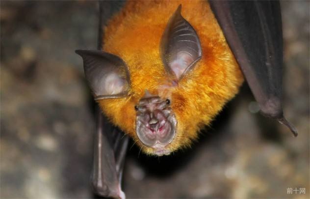 中华菊头蝠是2003非典事件源头 为啥好多人要吃中华菊头蝠的粪便