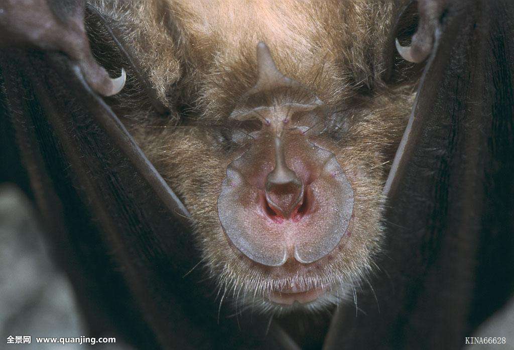 中华菊头蝠是2003非典事件源头 为啥好多人要吃中华菊头蝠的粪便