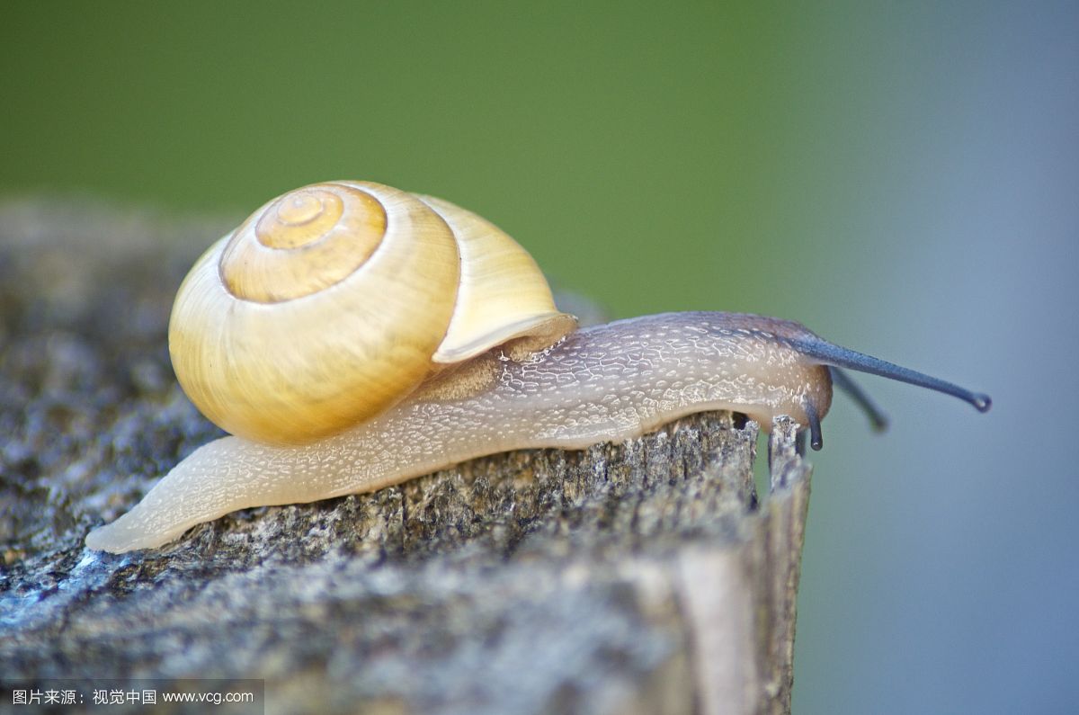 �������������Ķ���զ������ţ ���Ŀ�ǻ�Ŵ�ͼ������Ƥ����