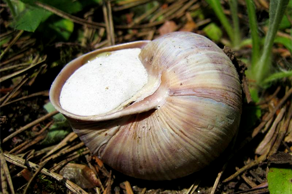 �������������Ķ���զ������ţ ���Ŀ�ǻ�Ŵ�ͼ������Ƥ����